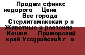 Продам сфинкс недорого  › Цена ­ 1 000 - Все города, Стерлитамакский р-н Животные и растения » Кошки   . Приморский край,Уссурийский г. о. 